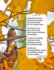 red-yellow leaves