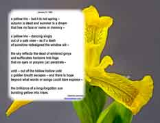 a yellow iris