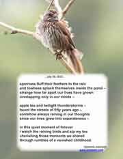 sparrows fluff