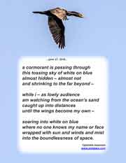 a cormorant