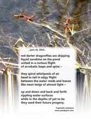 red darter dragonflies