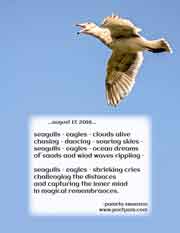seagulls - eagles