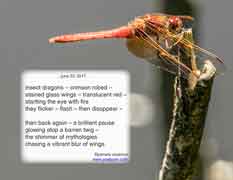 insect dragonflies