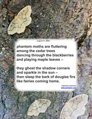 phantom moths